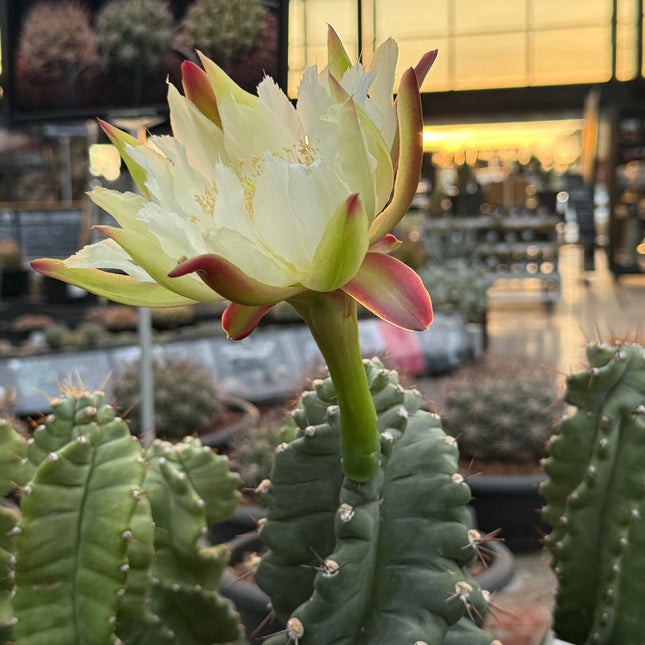 Cereus forbesii ‘Spiralis’