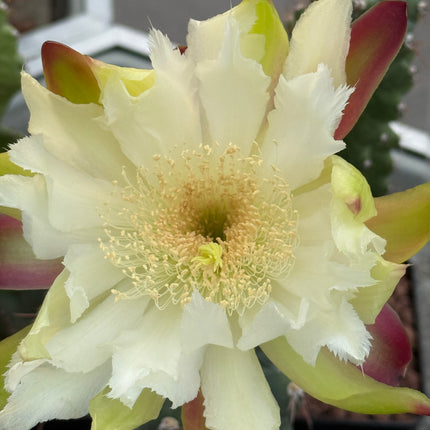 Cereus forbesii ‘Spiralis’