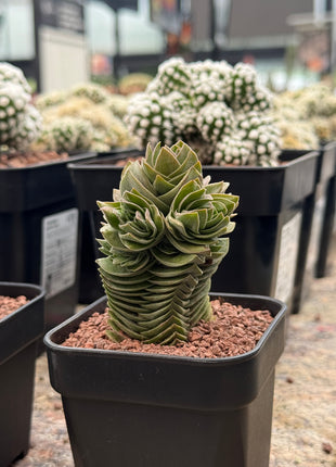 Crassula "Buddha's Temple"