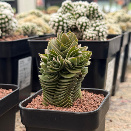 Crassula „Buddhas Tempel“