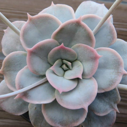 Sedum sinforosarum | La roseta rosa de Sinforosa