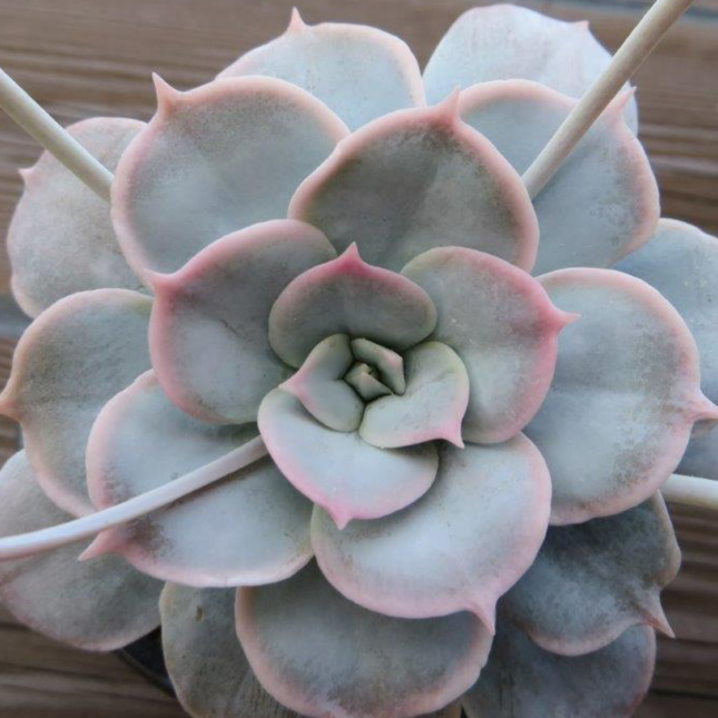 Sedum sinforosarum | La roseta rosa de Sinforosa