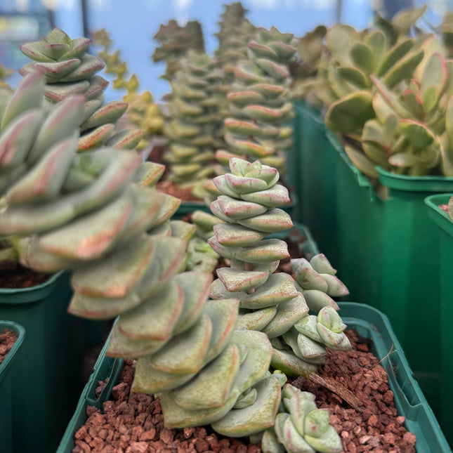 collar de jade planta Crassula perforata “Collar de Jade” – DesertSTORE.es
