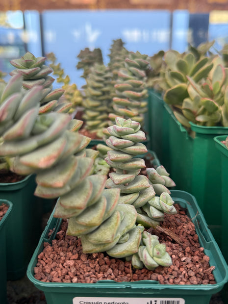 Crassula perforata “Collar de Jade”