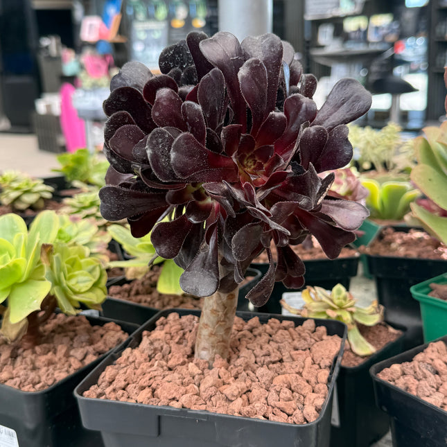 Aeonium arboreum ‘Atropurpureum’ “Rosa Negra”