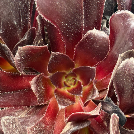 Aeonium arboreum 'Atropurpureum'