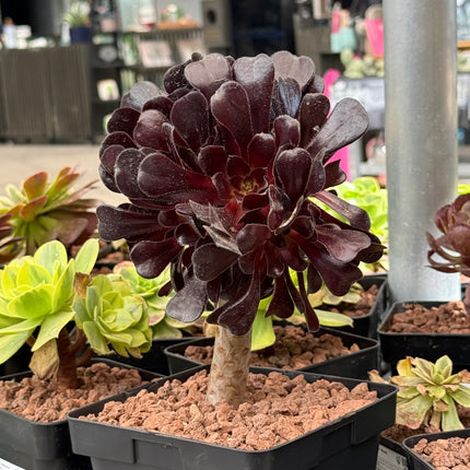 Aeonium arboreum 'Atropurpureum'