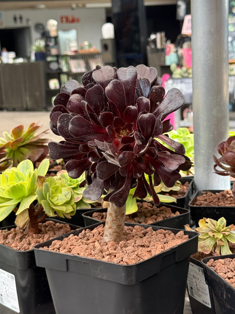 Aeonium arboreum 'Atropurpureum'