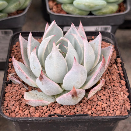 Echeveria ‘Peacockii’