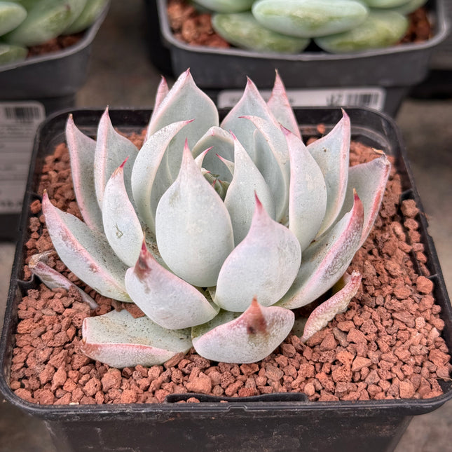 Echeveria ‘Peacockii’