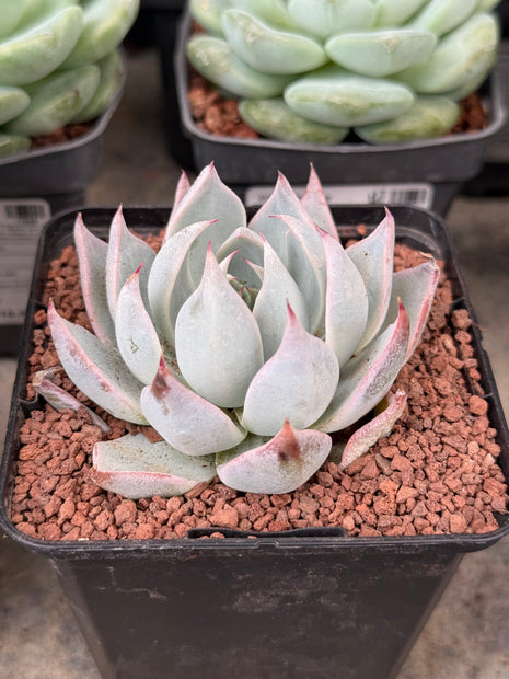 Echeveria ‘Peacockii’