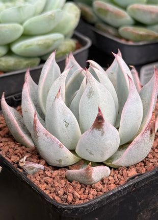 Echeveria ‘Peacockii’