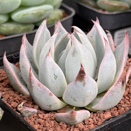 Echeveria ‘Peacockii’