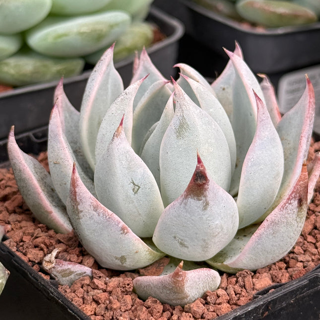 Echeveria ‘Peacockii’