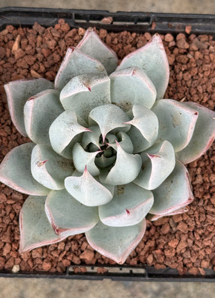 Echeveria ‘Peacockii’