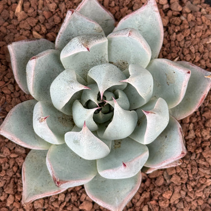 Echeveria ‘Peacockii’