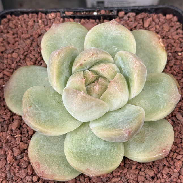 Echeveria ‘Magic diamond’
