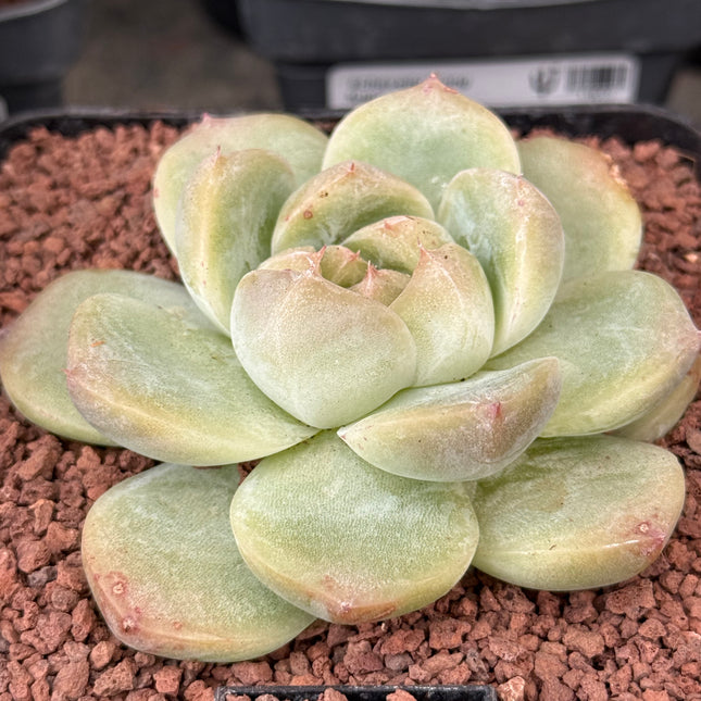 Echeveria ‘Magic diamond’