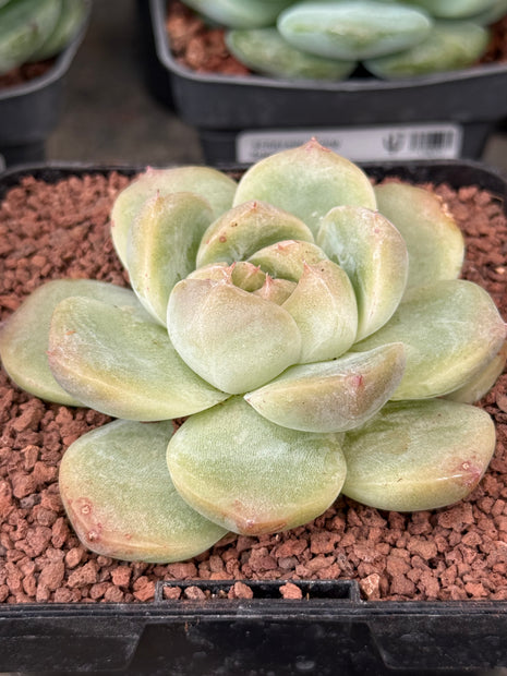 Echeveria ‘Magic diamond’