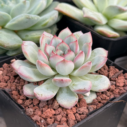 Echeveria ‘Oceania’