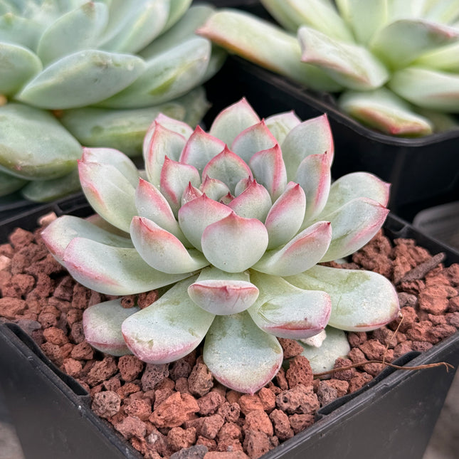 Echeveria ‘Oceania’