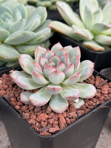 Echeveria ‘Oceania’