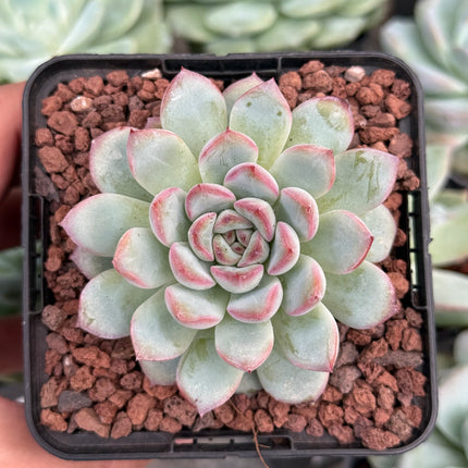 Echeveria ‘Oceania’