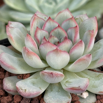 Echeveria ‘Oceania’