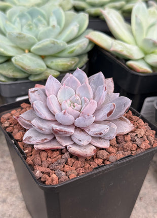 x Graptoveria ‘Lulu’