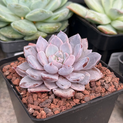 x Graptoveria ‘Lulu’