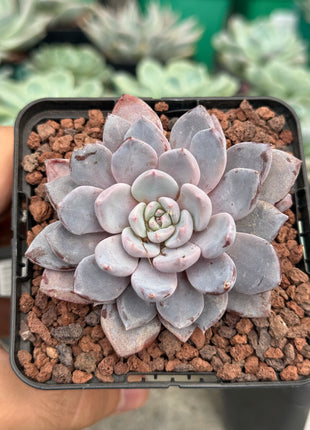 x Graptoveria ‘Lulu’