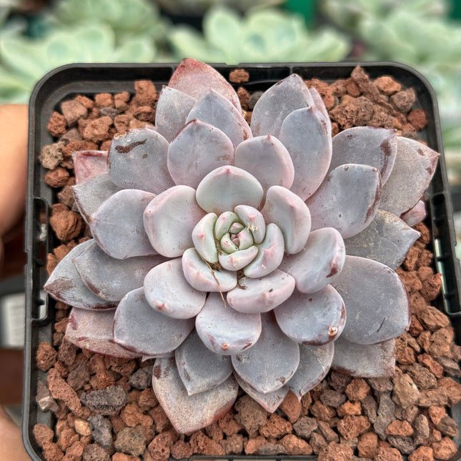 x Graptoveria ‘Lulu’