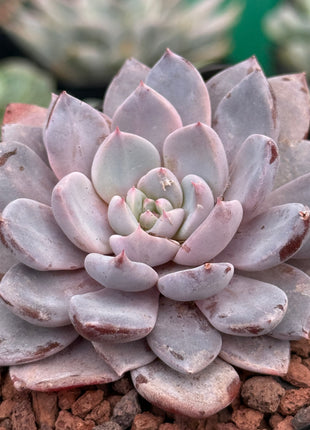x Graptoveria ‘Lulu’