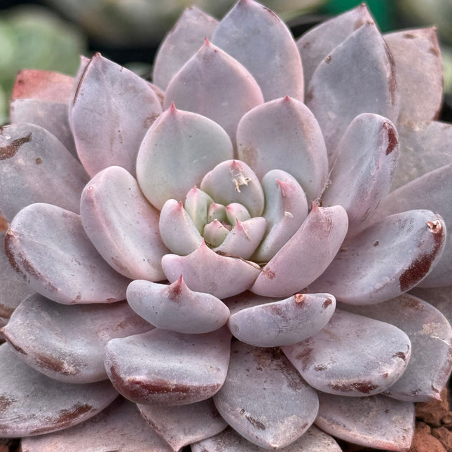 x Graptoveria ‘Lulu’