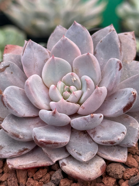 x Graptoveria ‘Lulu’