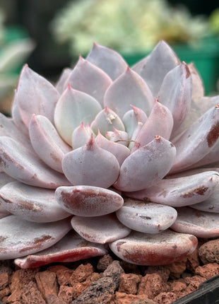 x Graptoveria ‘Lulu’