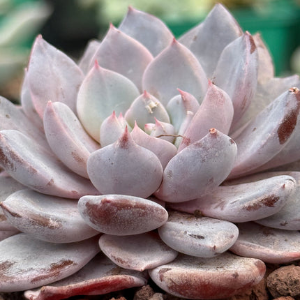 x Graptoveria ‘Lulu’