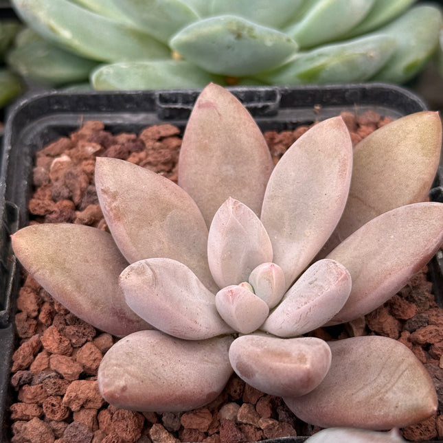 Pachyphytum ‘Captain Jessop’