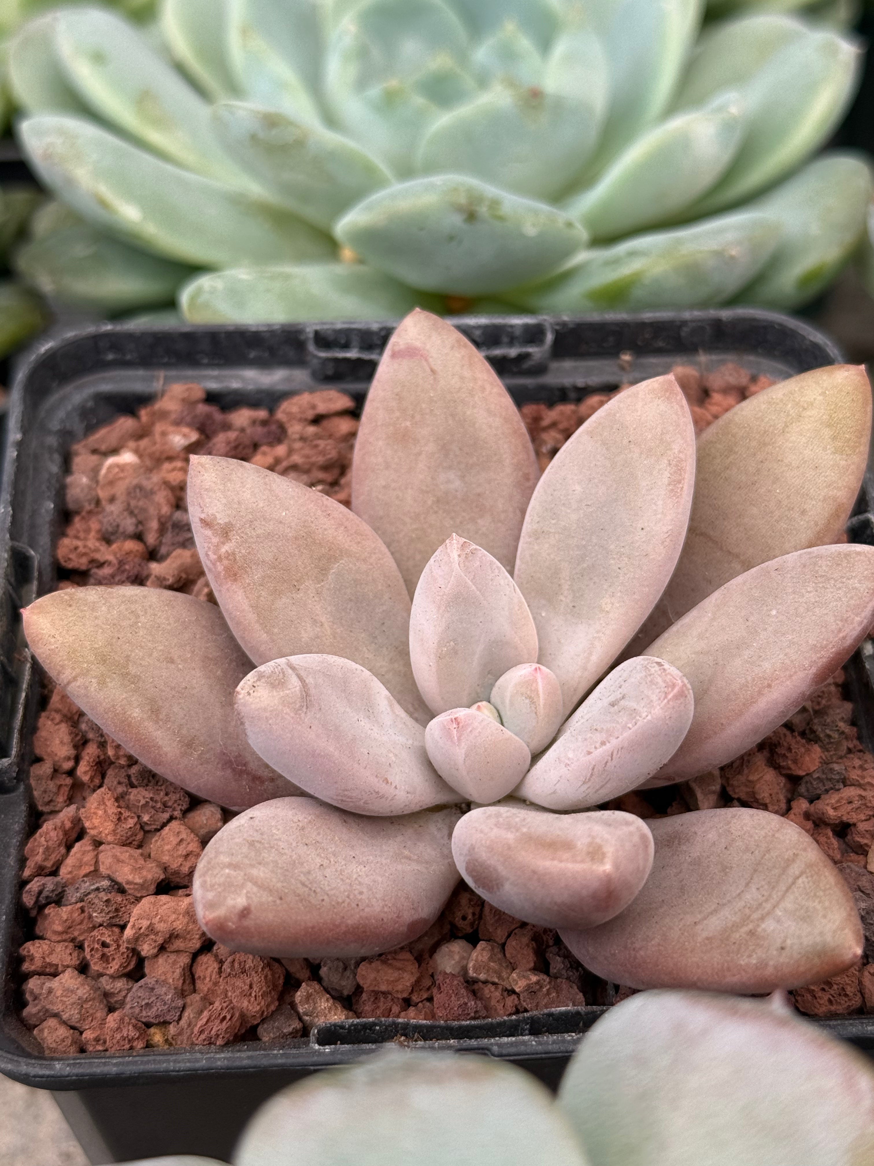 captain jessop succulent Pachyphytum 'Captain Jessop' – DesertSTORE.es