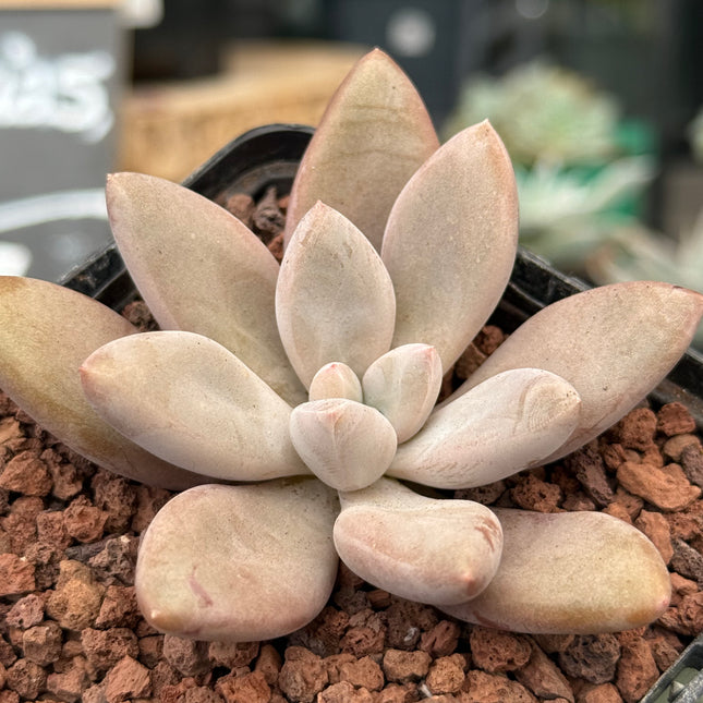 Pachyphytum ‘Captain Jessop’