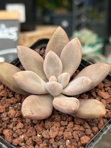 Pachyphytum ‘Captain Jessop’