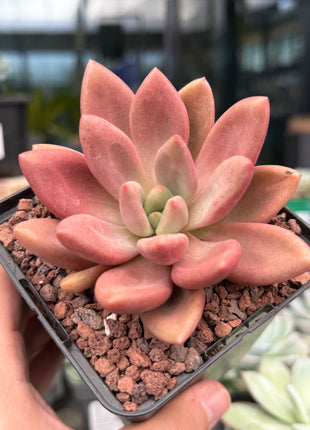x Graptoveria ‘Ruby Donna’ x opalina