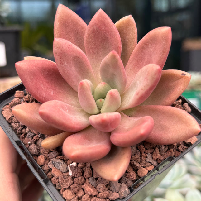x Graptoveria ‘Ruby Donna’ x opalina