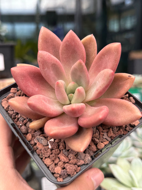 x Graptoveria ‘Ruby Donna’ x opalina