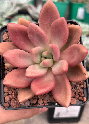 x Graptoveria ‘Ruby Donna’ x opalina