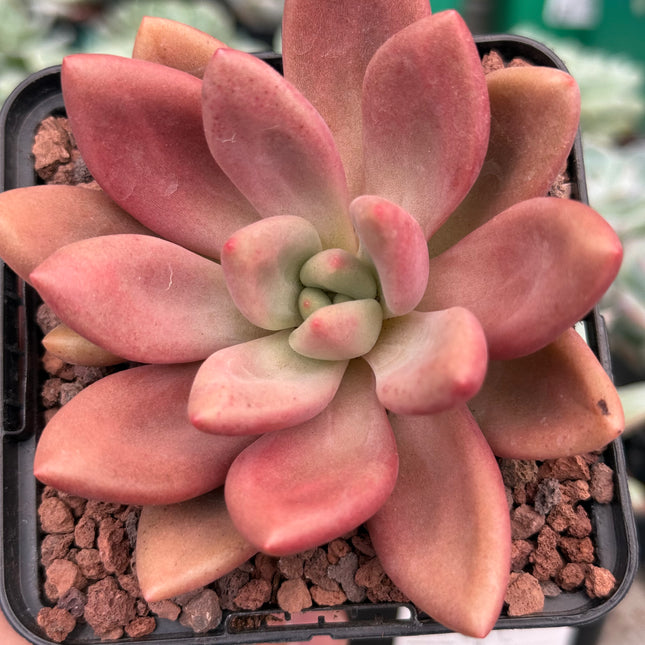 x Graptoveria ‘Ruby Donna’ x opalina