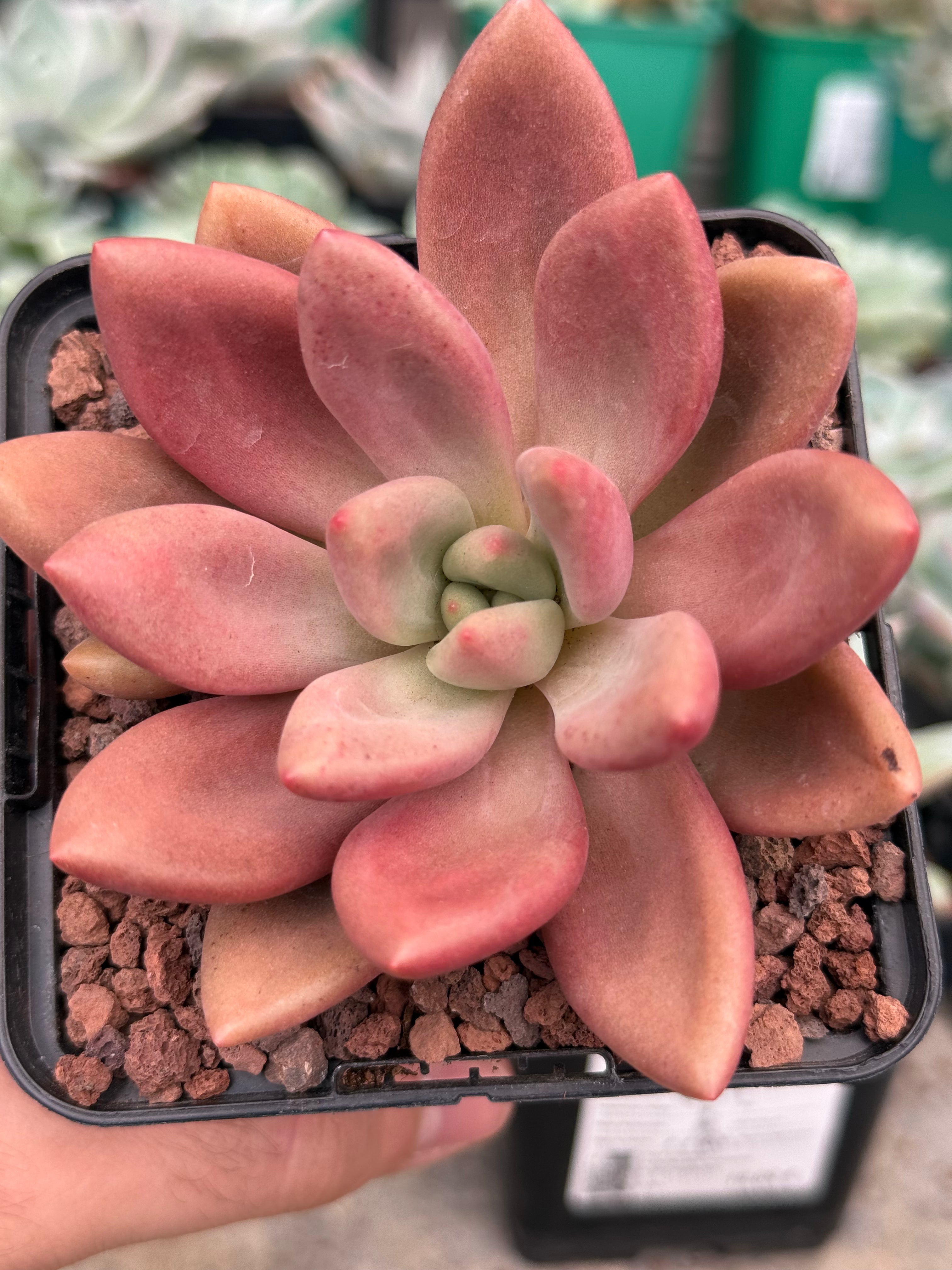 ruby donna succulent x Graptoveria 'Ruby Donna' x opalina – DesertSTORE.es