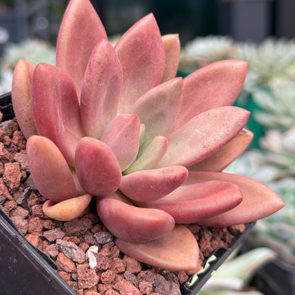 ruby donna succulent x Graptoveria 'Ruby Donna' x opalina – DesertSTORE.es