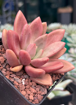x Graptoveria ‘Ruby Donna’ x opalina