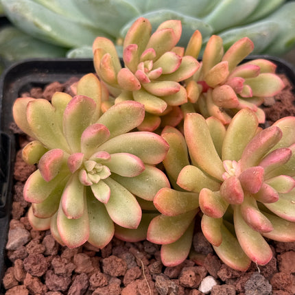 Sedum ‘Joyce Tulloch’ f. variegada